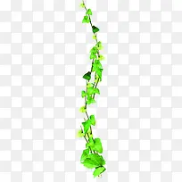 绿色清新藤蔓春天植物
