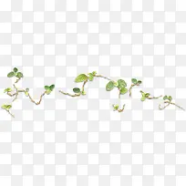 创意合成绿色的藤蔓植物