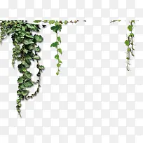 绿色藤蔓植物边框