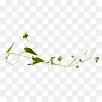 植物藤蔓