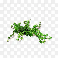 绿色植物