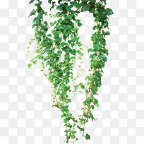 绿色植物