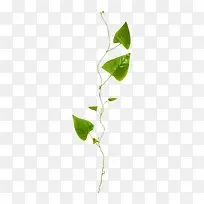 草藤