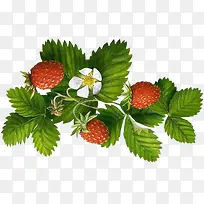 藤蔓上的新鲜草莓