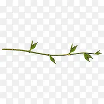藤草
