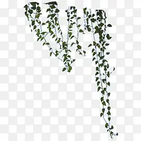 创意摄影效果合成树叶藤蔓