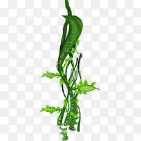 春天清新绿叶藤蔓植物