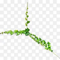 清新春季藤蔓植物