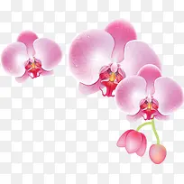 粉色唯美花