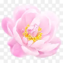 粉色唯美淡雅花朵装饰
