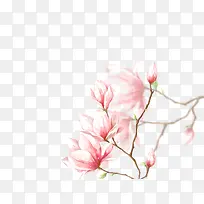 唯美花朵