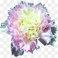 粉色唯美花朵康乃馨