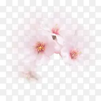 粉色唯美花朵装饰美景