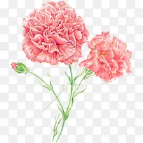 粉色唯美康乃馨花朵节日