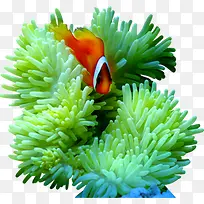 珊瑚夏季淘宝促销海报