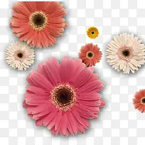 雏菊花卉淘宝促销海报