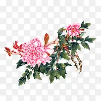 粉色牡丹花朵手绘唯美