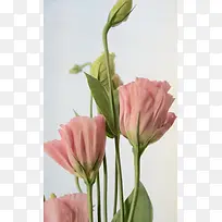 粉色花朵唯美初恋