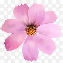 粉色唯美花朵手绘花卉