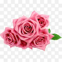 粉色唯美玫瑰花朵