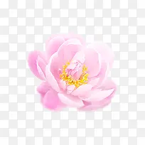 粉色唯美清新康乃馨