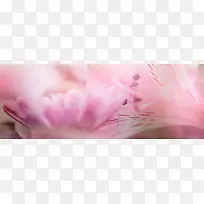 粉色花卉唯美背景banner