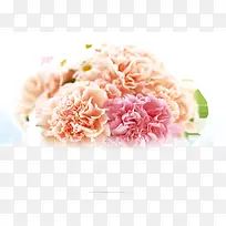粉色唯美康乃馨花朵礼物