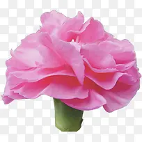 粉色唯美盛开花朵节日