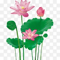 粉色莲花意境唯美