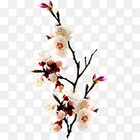 粉色可爱唯美花朵设计装饰