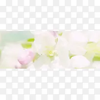 素雅背景