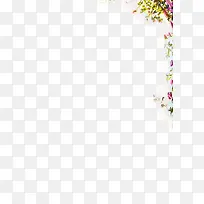 唯美粉色藤条花朵