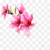 唯美水彩粉色花朵