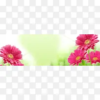 粉色唯美盛开花朵春天