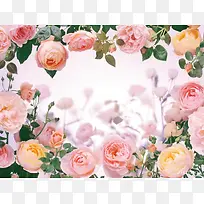 唯美浪漫粉色玫瑰