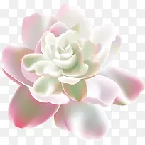 粉色唯美花朵创意设计