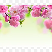 唯美粉色海棠花壁纸
