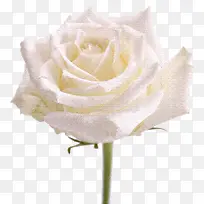 抽象鲜花图片素材鲜花边框素材