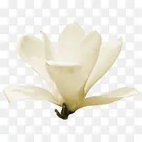 白色 栀子花 装饰 花艺