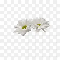 雏菊