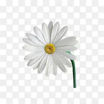 白色雏菊