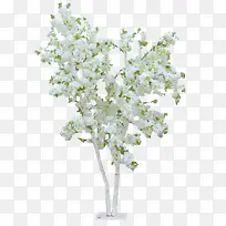 一树花树白色花树
