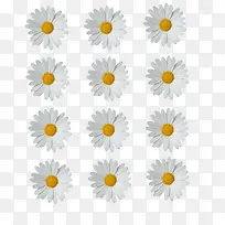 白色小雏菊