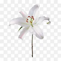 白色百合花