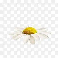 雏菊