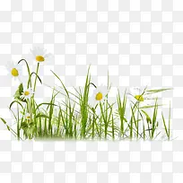 白菊花