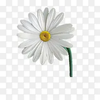 雏菊