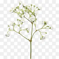 一束小花