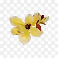 栀子花 装饰  花艺