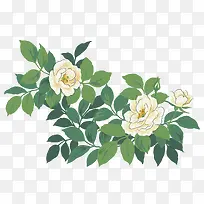 山茶花